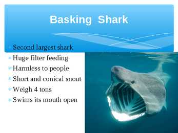 Presentation Sharks #4