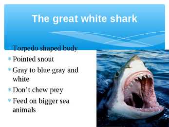 Presentation Sharks #5