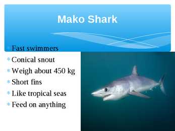 Presentation Sharks #6
