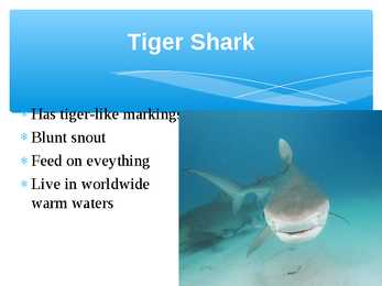 Presentation Sharks #7
