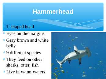 Presentation Sharks #8