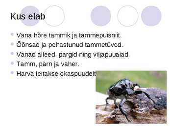 Eremiitpõrnikas #5