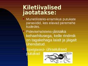 Kiletiivalised #7