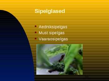 Kiletiivalised #10