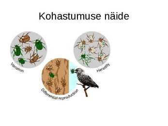 Slideshow-Looduslik valik #8