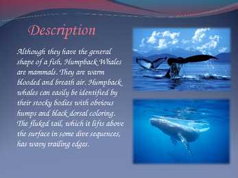 Humpback whales #2