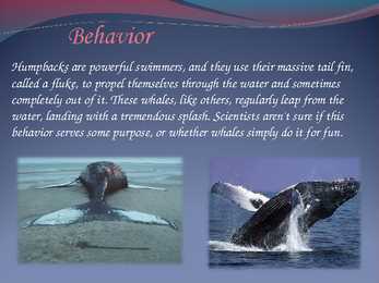 Humpback whales #3