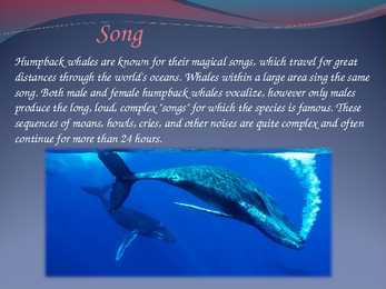 Humpback whales #4