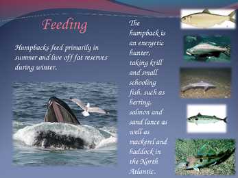 Humpback whales #5