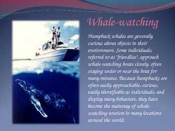 Humpback whales #7