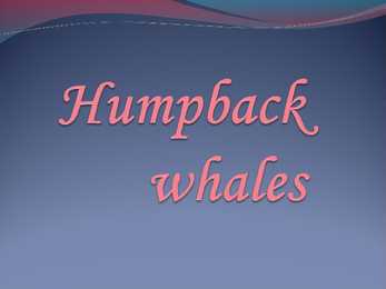 Humpback whales