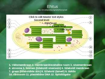 Kloroplastid-Powerpoint #2