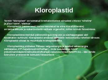 Kloroplastid-Powerpoint #4