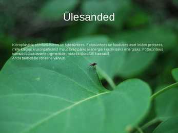 Kloroplastid-Powerpoint #5