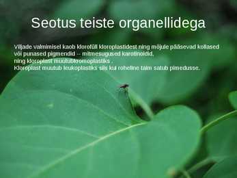 Kloroplastid-Powerpoint #6