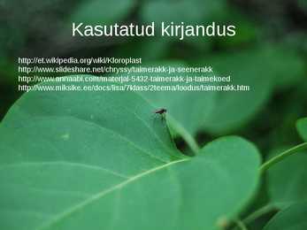 Kloroplastid-Powerpoint #7