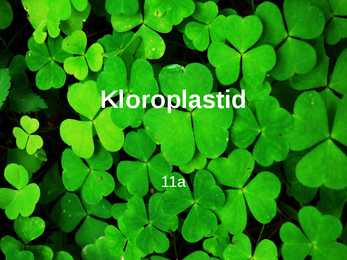 Kloroplastid-Powerpoint