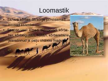Esitlus Sahara Kõrbest #5