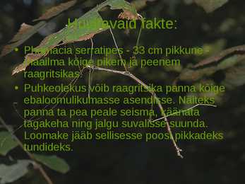 Diapheromera femorata ehk raagritsikas #11