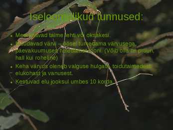 Diapheromera femorata ehk raagritsikas #3