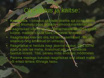 Diapheromera femorata ehk raagritsikas #8