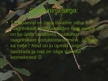 Diapheromera femorata ehk raagritsikas #10