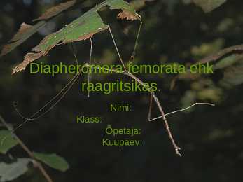 Diapheromera femorata ehk raagritsikas