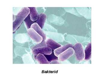 Antibiootikumid #6