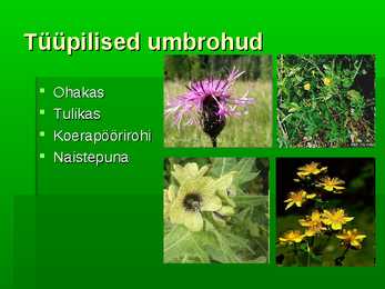 Kultuurrohumaa #4