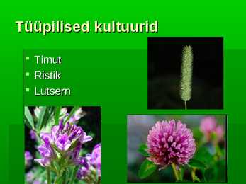 Kultuurrohumaa #5