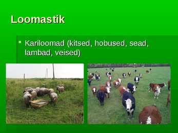 Kultuurrohumaa #6