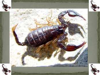 Skorpionid #3