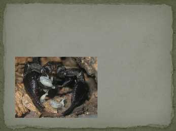 Skorpionid #7