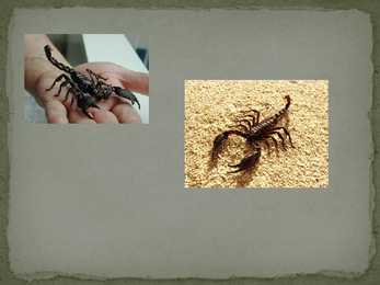 Skorpionid #9