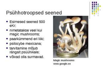 Esitlus psühhotroopsetest hallutsinogeensetest seentest #2