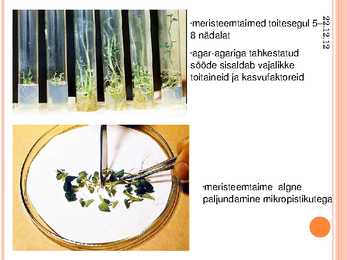 Taimede kloonimine ja meristeempaljundus #7