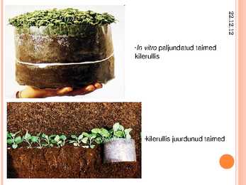 Taimede kloonimine ja meristeempaljundus #9