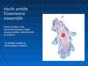 Kulendviburloomad #5