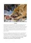 Hunt-Canis lupus #5