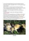 Hunt-Canis lupus #6