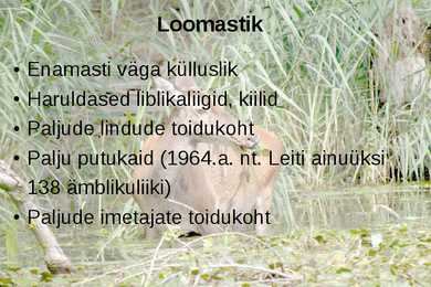 Lamminiit #8