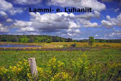 Lamminiit