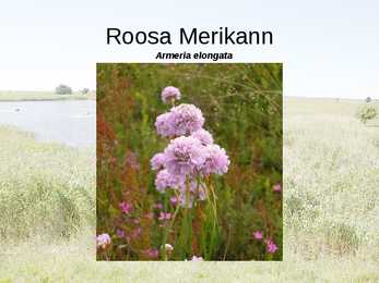 Rannaniit-Power Point #4