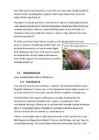 Referaat viinamäetigu-Helix pomatia #4