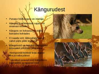 Punane hiidkänguru #2