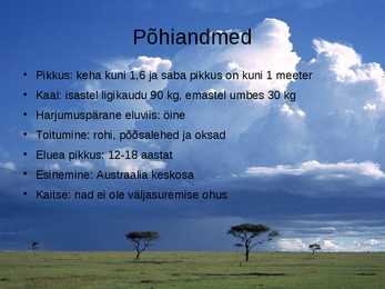 Punane hiidkänguru #3