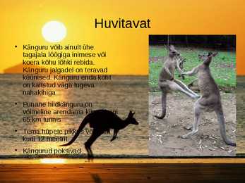 Punane hiidkänguru #4