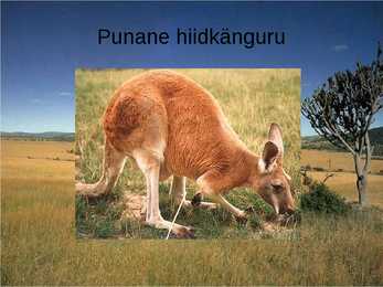 Punane hiidkänguru