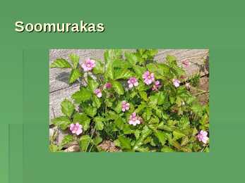 Lahemaa Rahvuspark #37