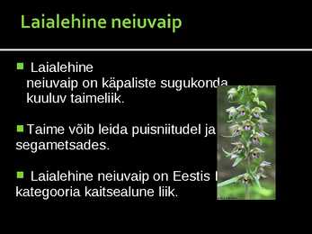 Neiuvaip #4